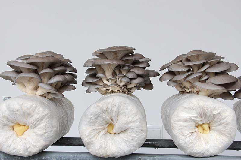 Oyster Mushroom Growing Kit